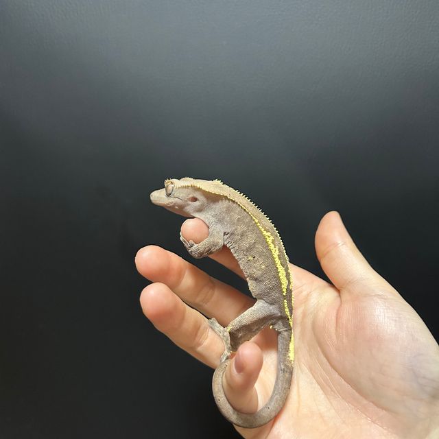 카푸치노