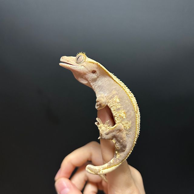 할리퀸