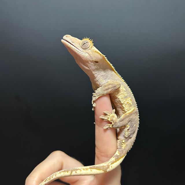 할리퀸