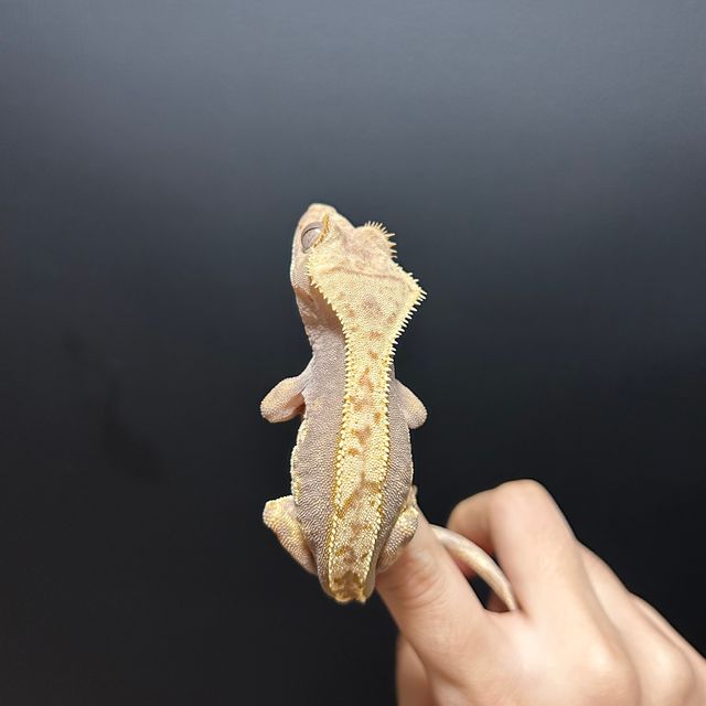 할리퀸