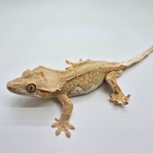 100%헷아잔틱 릴리화이트 팬텀 옐로우 크림