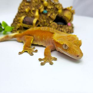 찰리