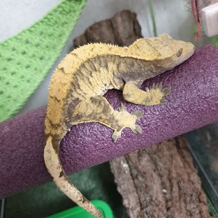 까꿍이
