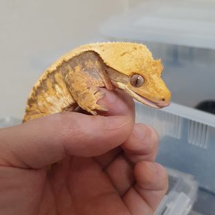 꾸덕이