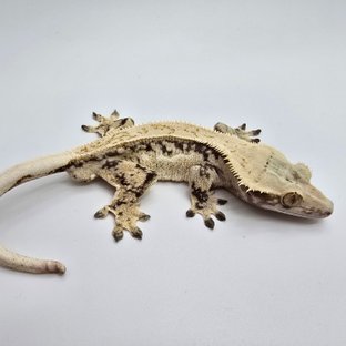 노멀 풀핀 쿼드