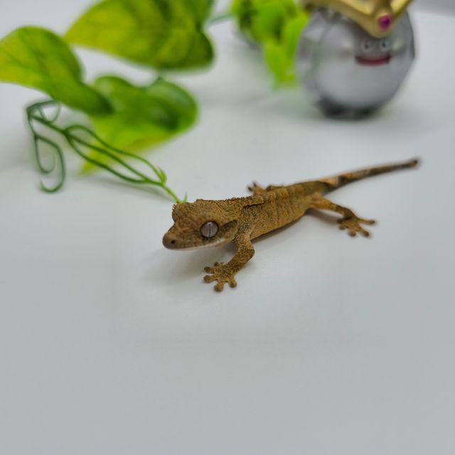 옐로우 벅스킨 팬텀