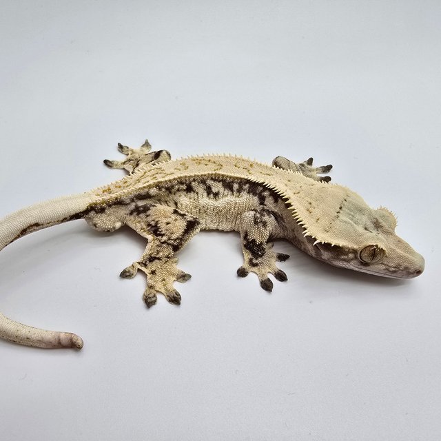 노멀 풀핀 쿼드