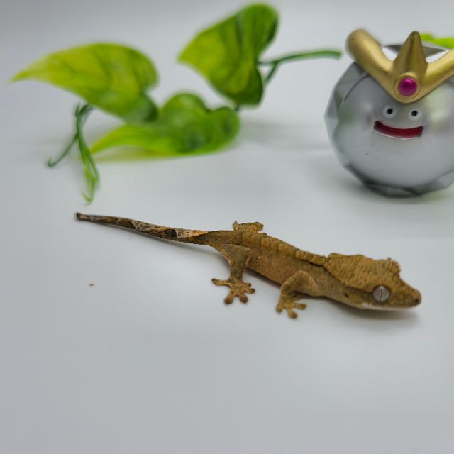 옐로우 벅스킨 팬텀
