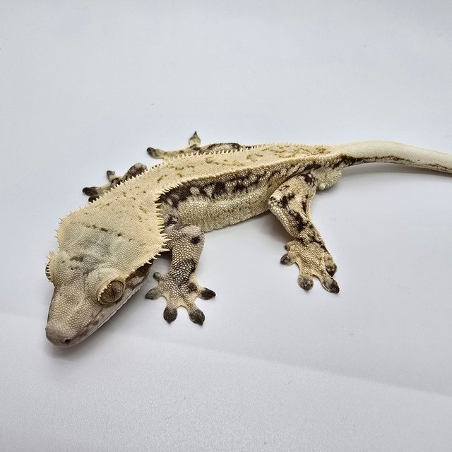 노멀 풀핀 쿼드