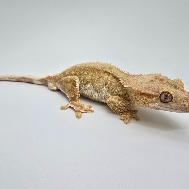 100%헷아잔틱 릴리화이트 팬텀 옐로우 크림