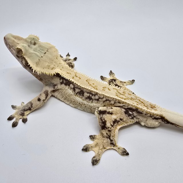 노멀 풀핀 쿼드