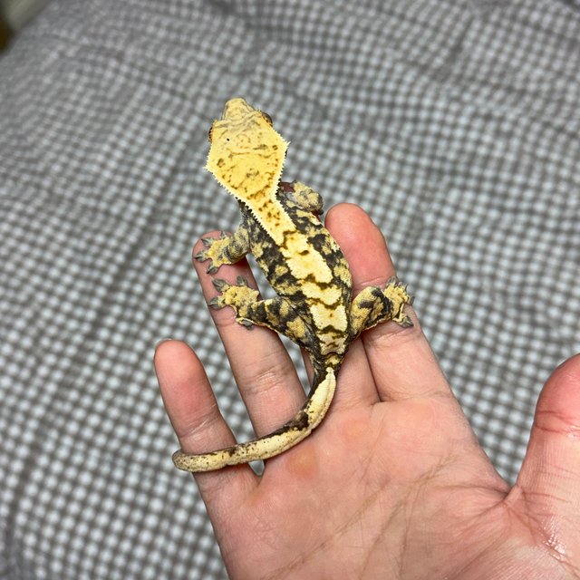 익스트림할리퀸