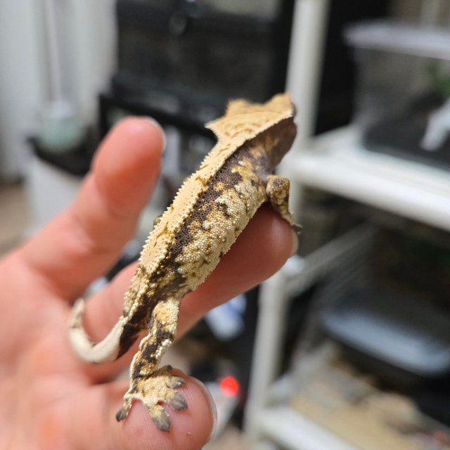 노멀 화이트스팟 화이트포트홀