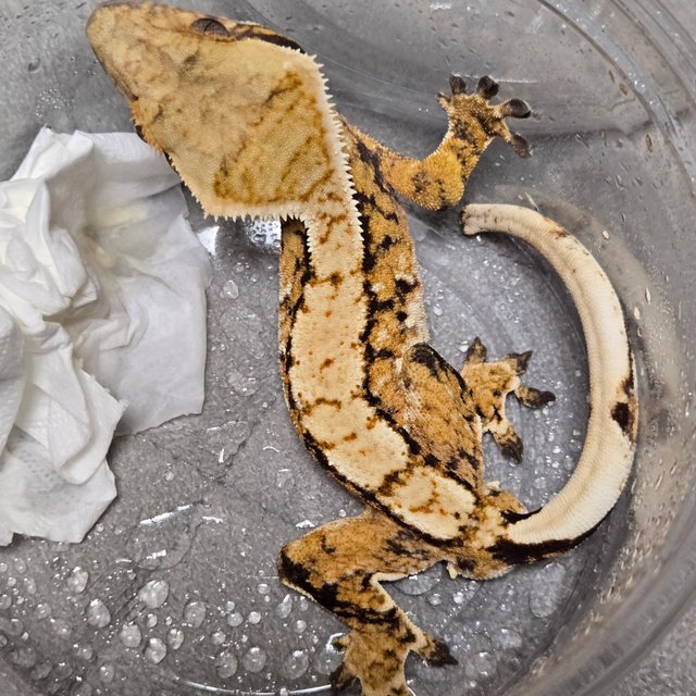 노멀 트라이 익스트림할리퀸 텐저린