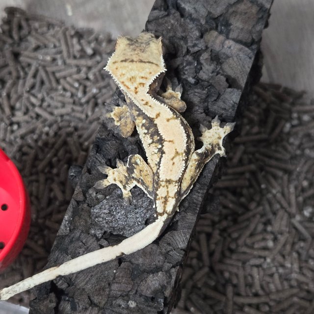 노멀 화이트스팟 화이트포트홀