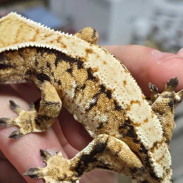 노멀 트라이 익스트림할리퀸 텐저린