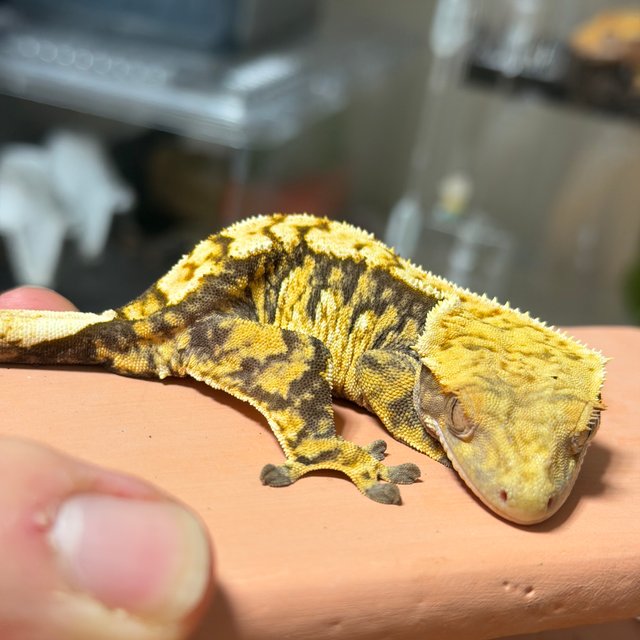 익스트림할리퀸