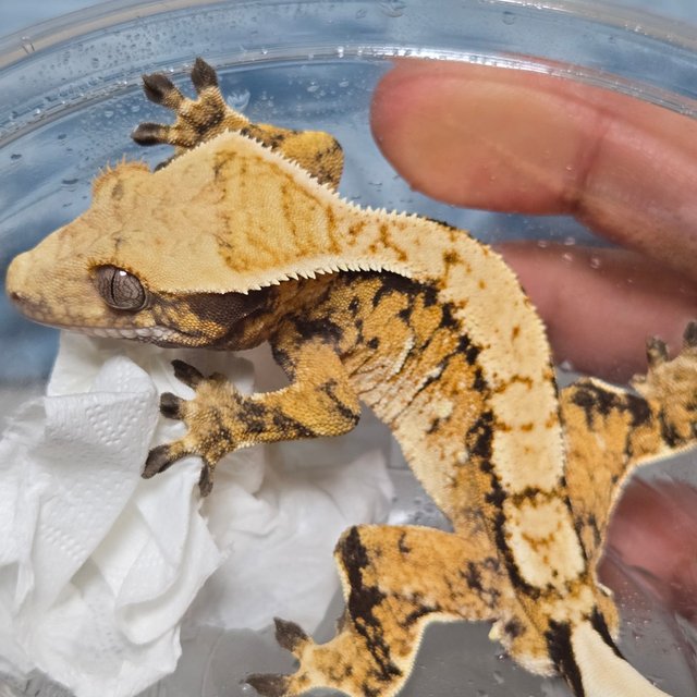 노멀 트라이 익스트림할리퀸 텐저린