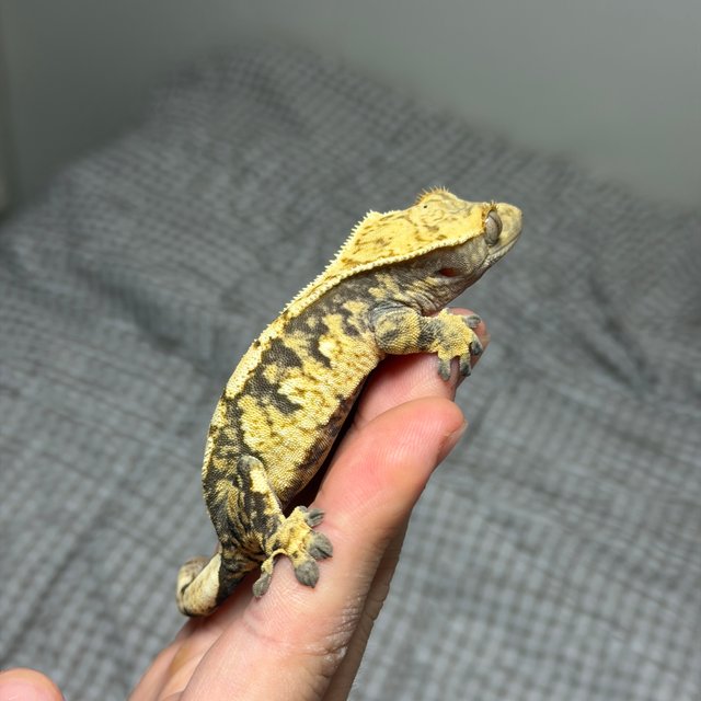 익스트림할리퀸