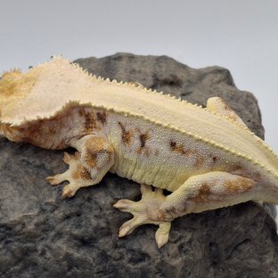 릴리화이트 트라이 솔리드백