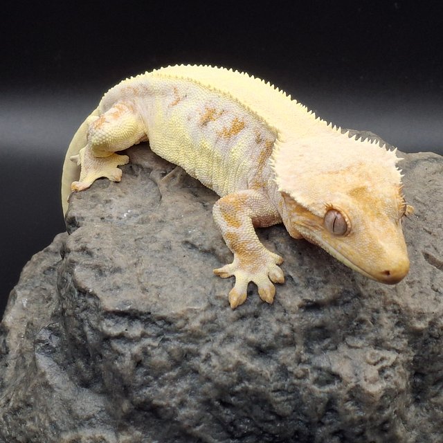 릴리화이트 트라이 솔리드백