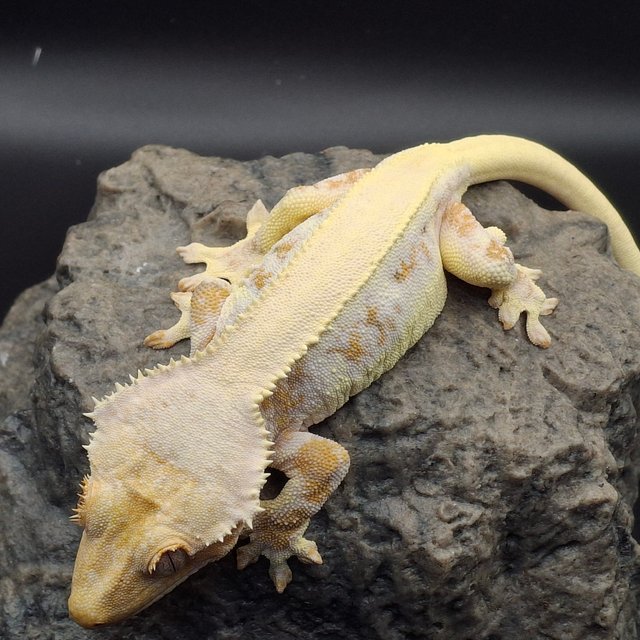 릴리화이트 트라이 솔리드백