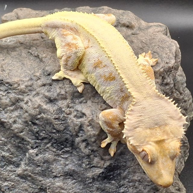 릴리화이트 트라이 솔리드백