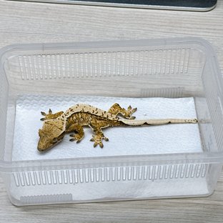 노멀