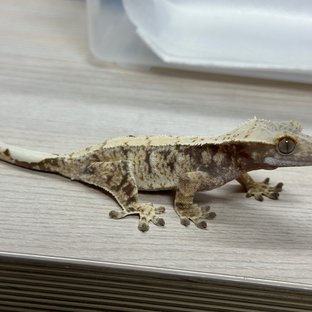 노멀 드리피 화이트스팟
