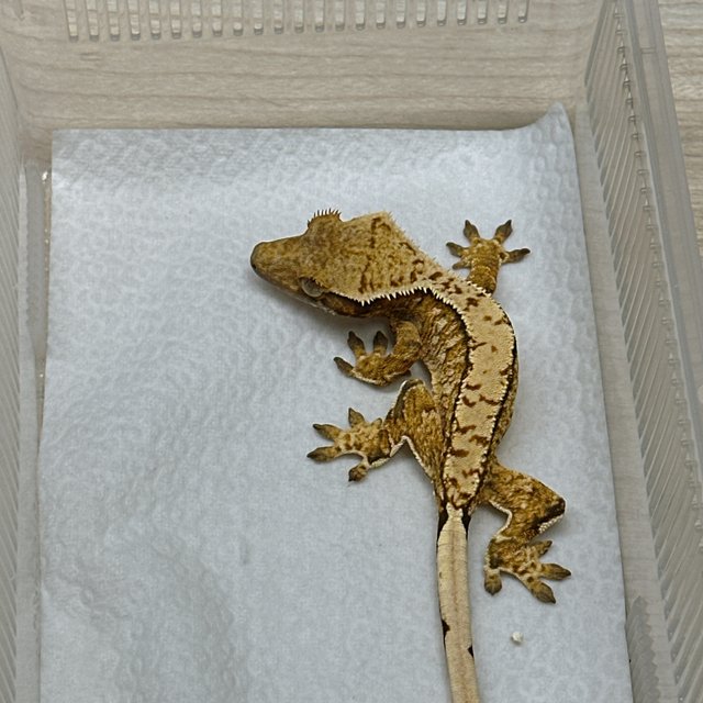 노멀 트라이 익스트림할리퀸