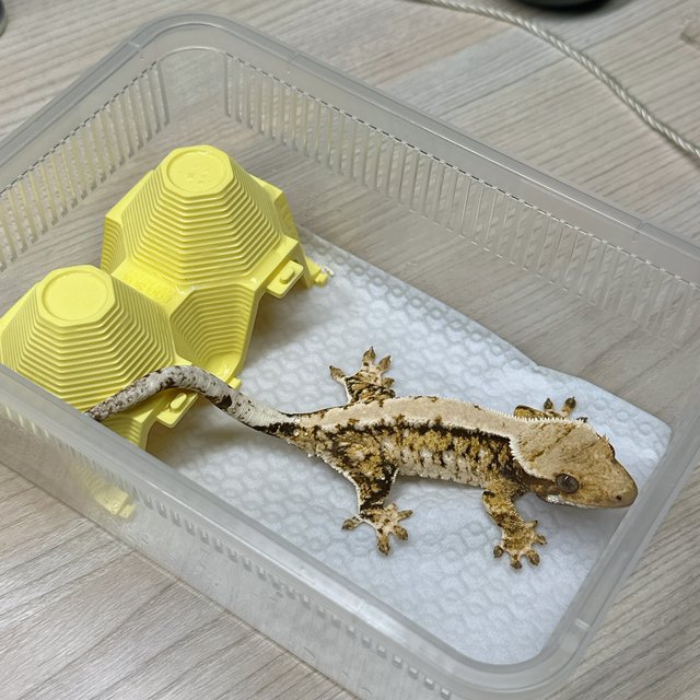 노멀 트라이 익스트림할리퀸