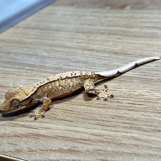 노멀 트라이 익스트림할리퀸