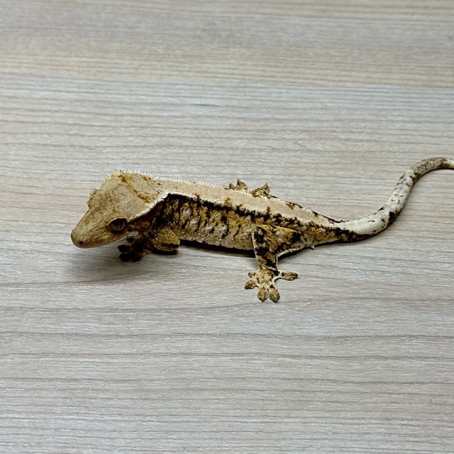 노멀 트라이 익스트림할리퀸