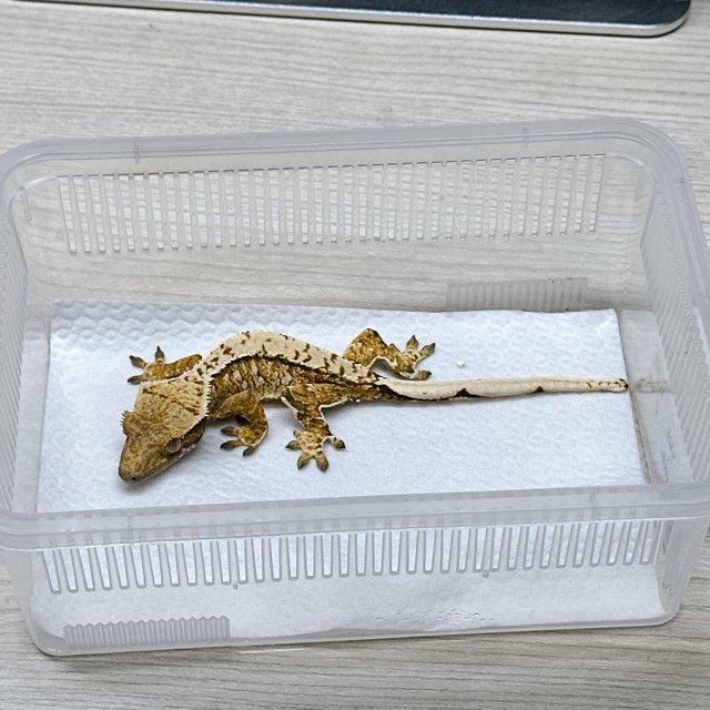 노멀 트라이 익스트림할리퀸