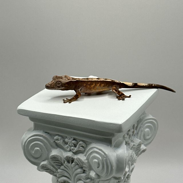 세이블