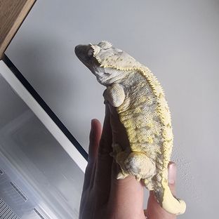 익스트림할리퀸