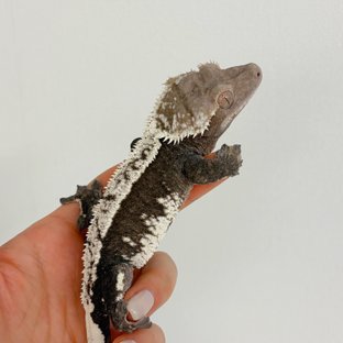 아잔틱 (부)