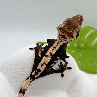 갸토X론