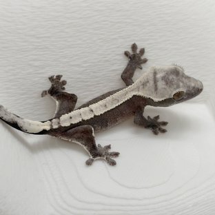 아잔틱