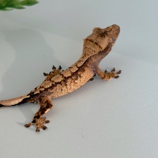 100%헷아잔틱 노멀