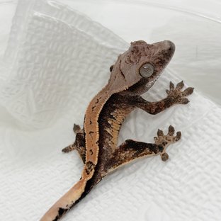 100%헷아잔틱