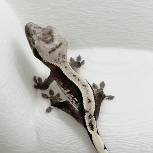 천X우니