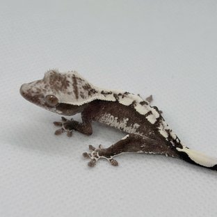 천X탕