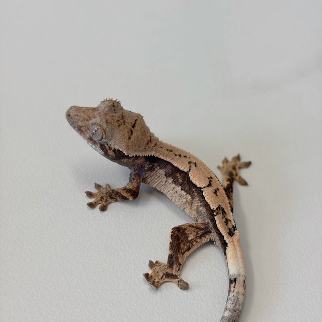 100%헷아잔틱 세이블