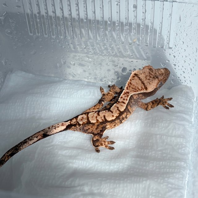 트라이 익스트림할리퀸