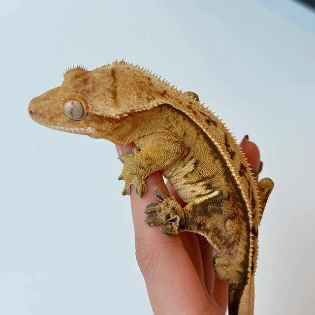 100%헷아잔틱 쿼드 풀핀