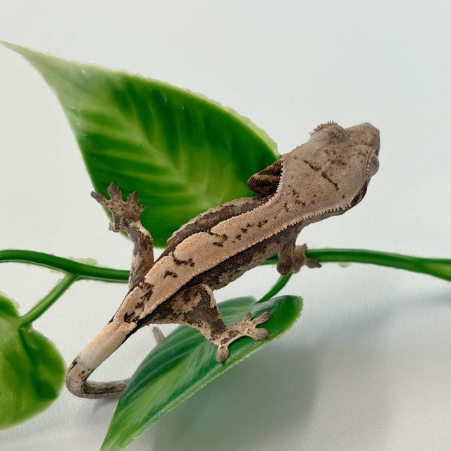 100%헷아잔틱 세이블