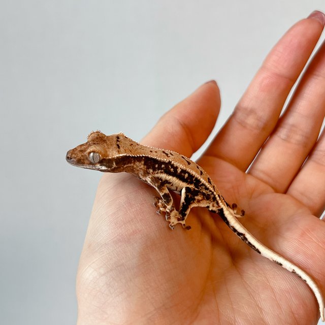 릴리100%헷아잔틱 릴리화이트 100%헷아잔틱