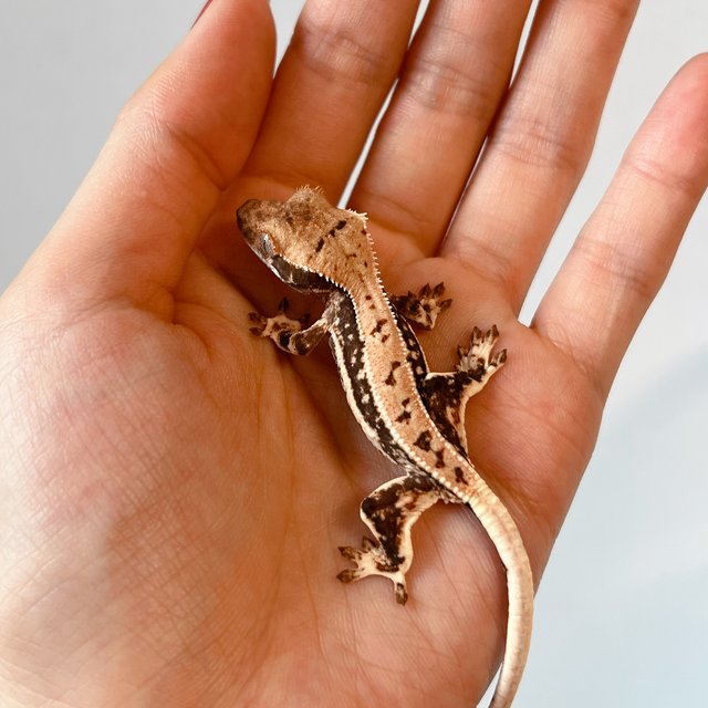 릴리100%헷아잔틱 릴리화이트 100%헷아잔틱