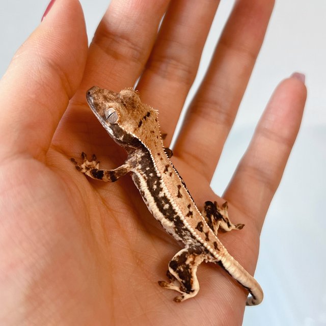 릴리100%헷아잔틱 릴리화이트 100%헷아잔틱